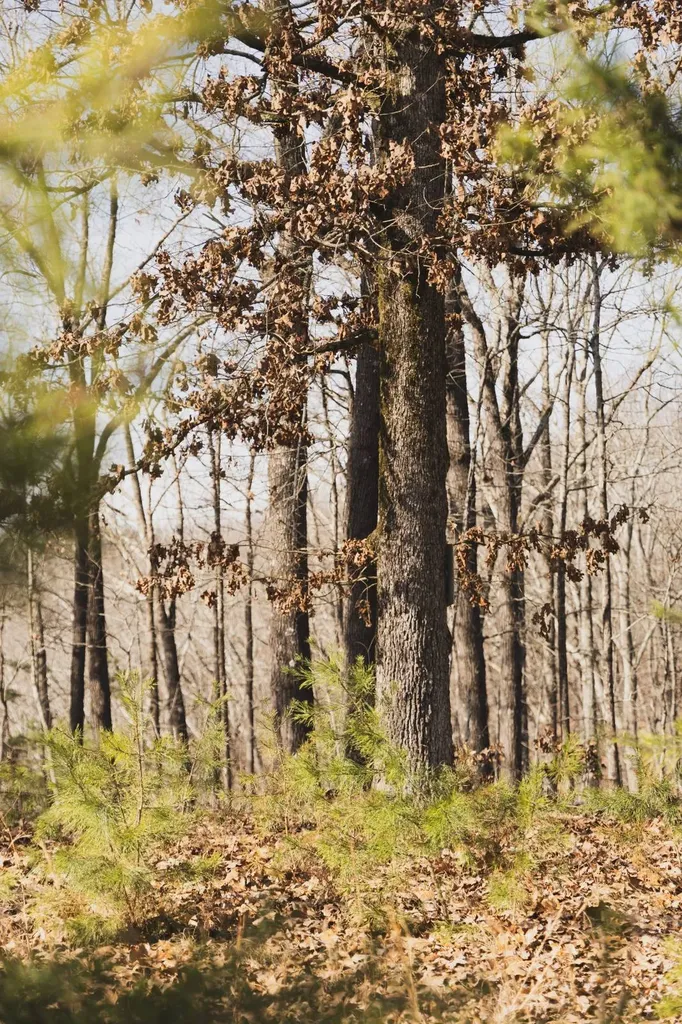 0 Salting Ground Road Cherokee AL 35616