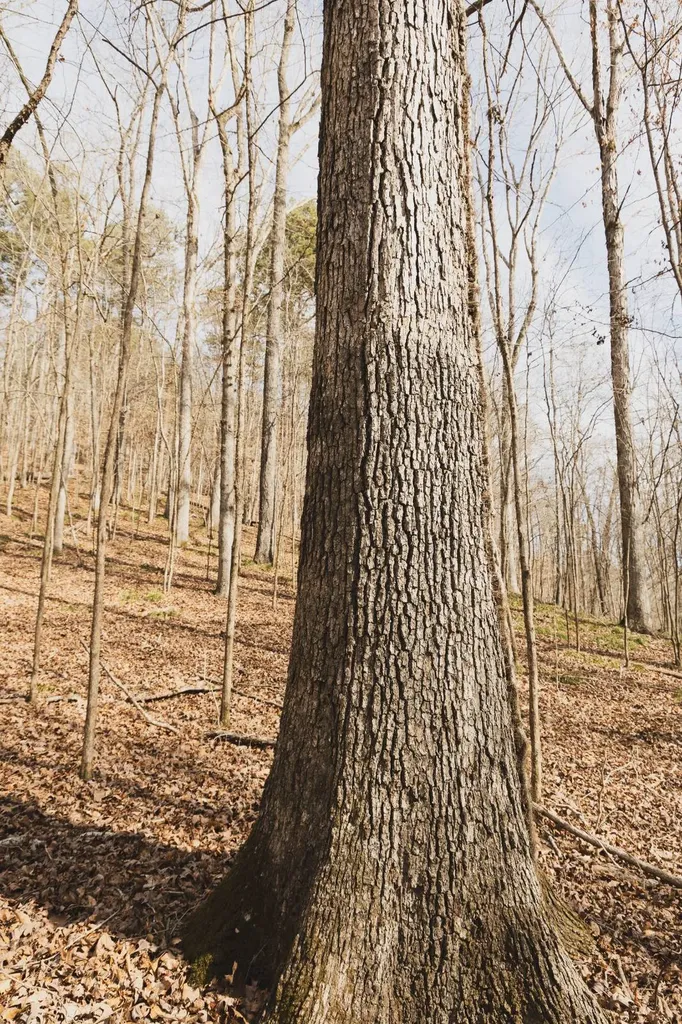 0 Salting Ground Road Cherokee AL 35616