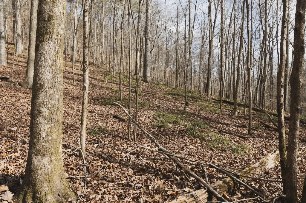 0 Salting Ground Road Cherokee AL 35616