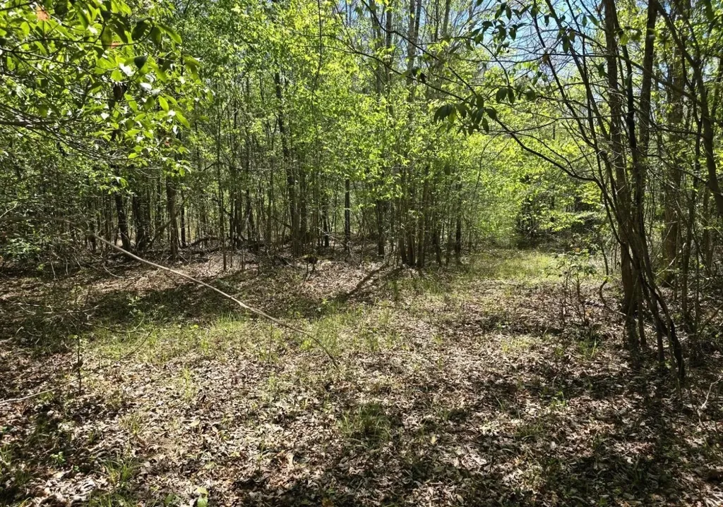 Right Side Of 0 Co Road 337 Maplesville AL 36750