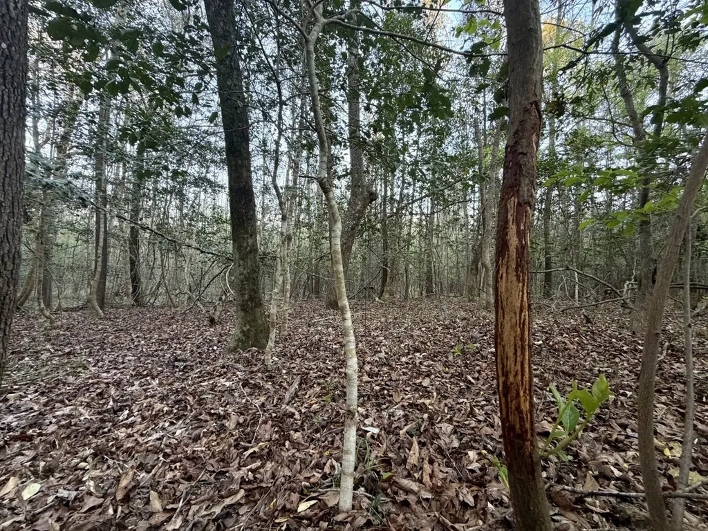 0 Co Highway 20 Evergreen AL 36401
