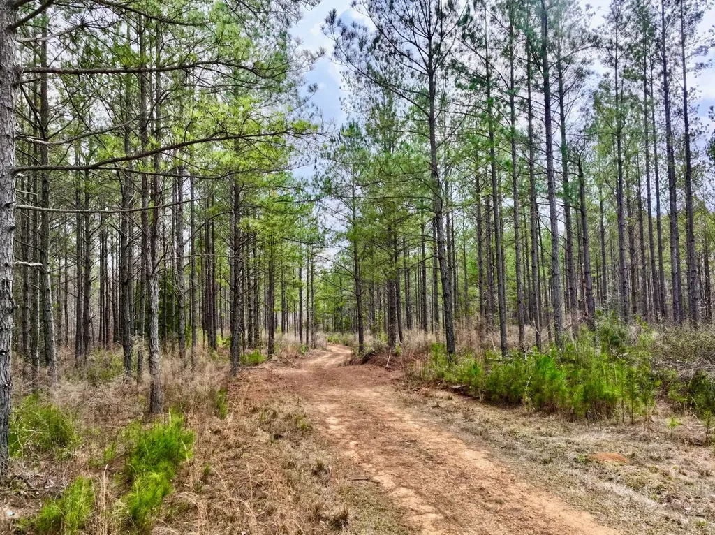 3613 Old Line Road Whatley AL 36482