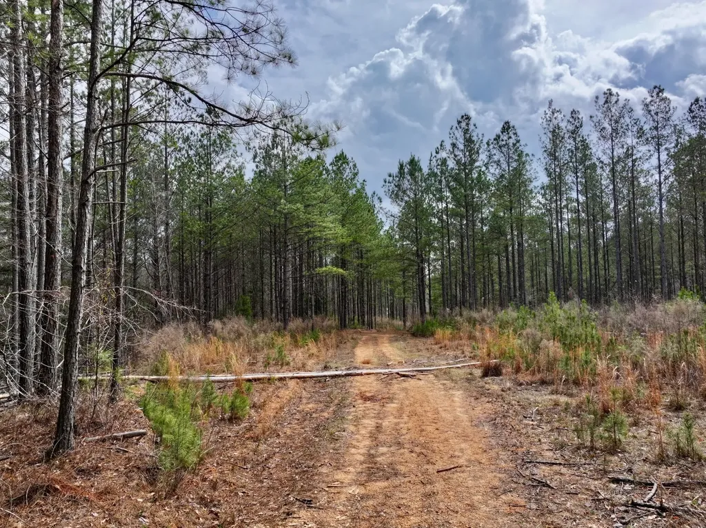 3613 Old Line Road Whatley AL 36482