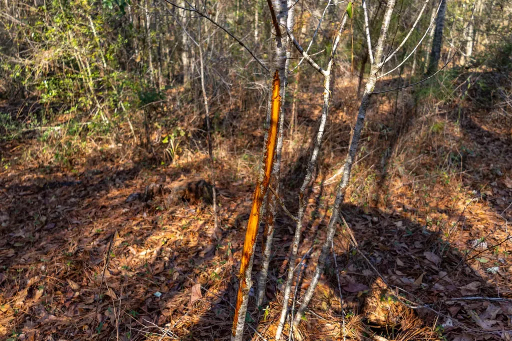 0 County Road 646 Coffee Springs AL 36318