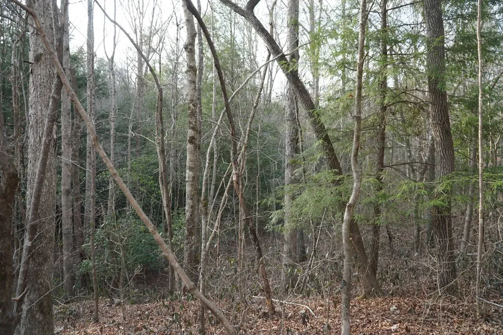 0 County Road 17 Haleyville AL 35565