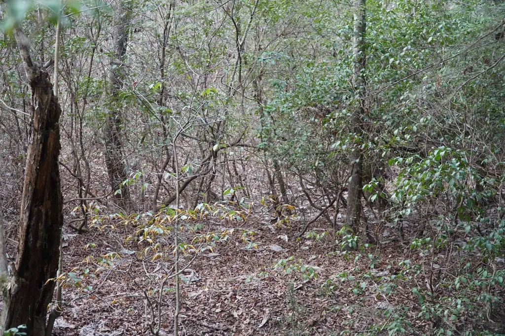 0 County Road 17 Haleyville AL 35565
