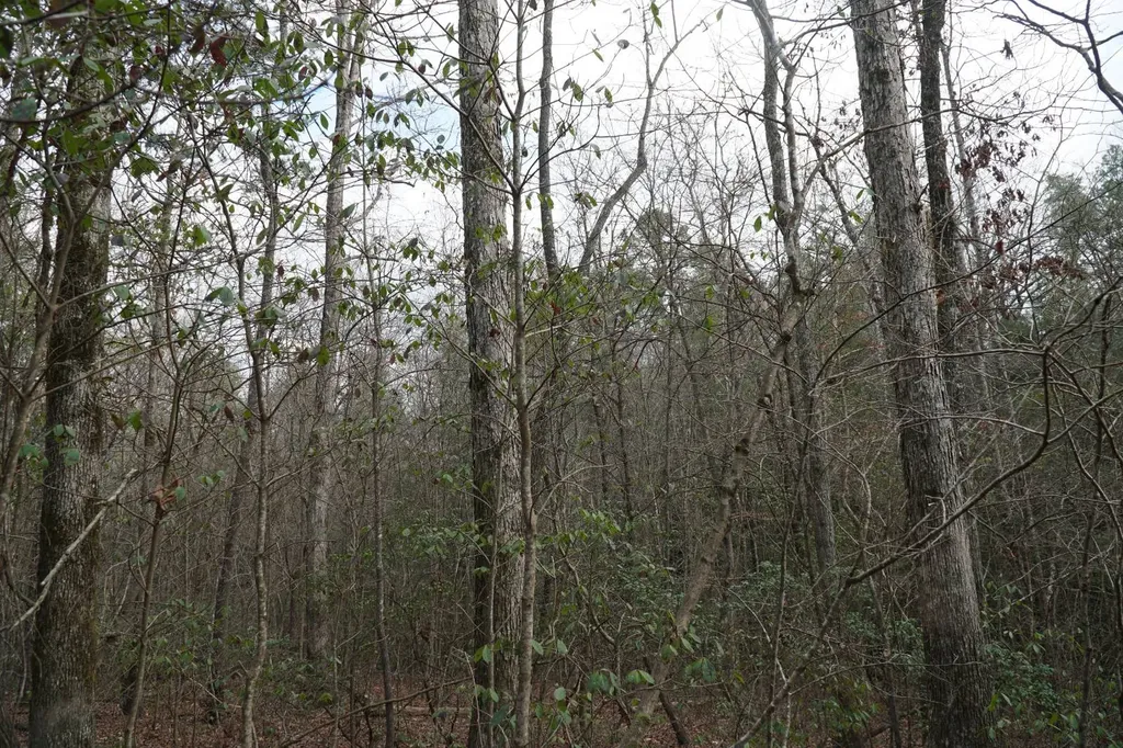 0 County Road 17 Haleyville AL 35565