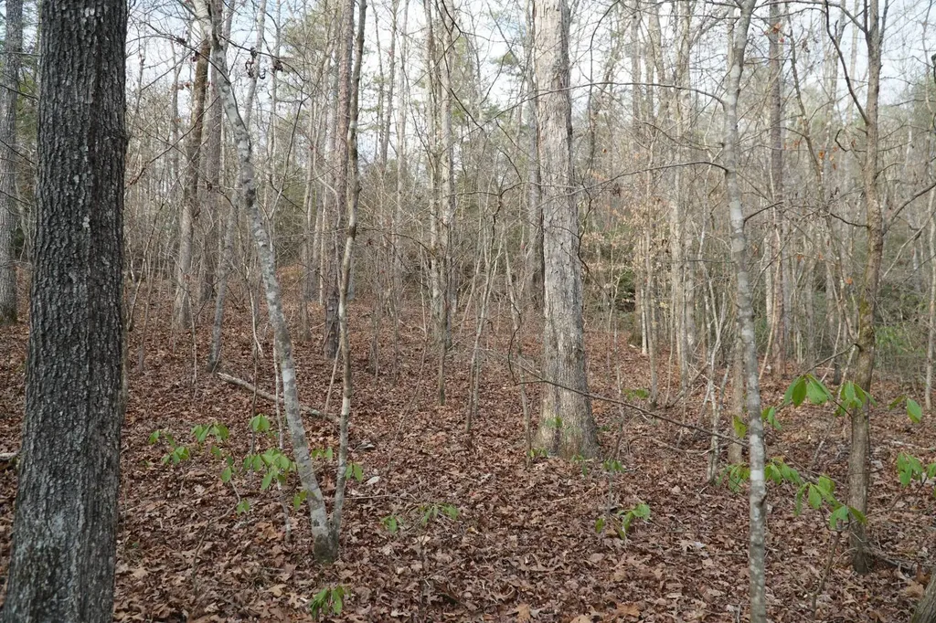 0 County Road 17 Haleyville AL 35565