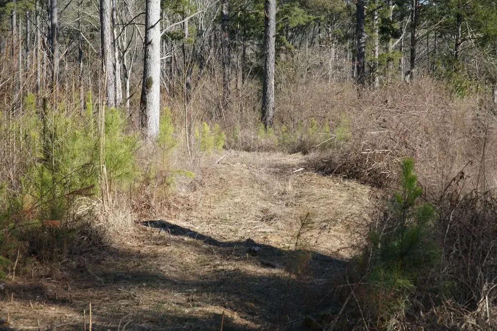 0 County Road B03 Haleyville AL 35565