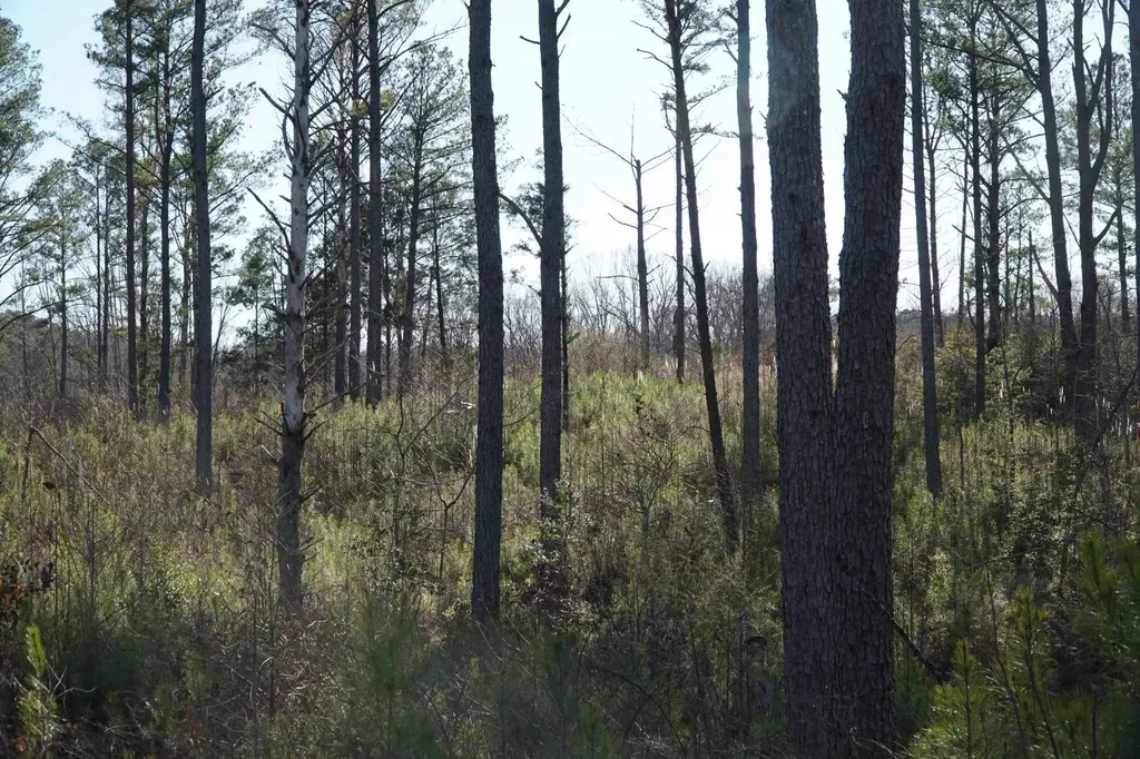 0 County Road B03 Haleyville AL 35565