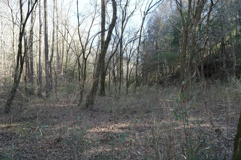 0 County Road B03 Haleyville AL 35565