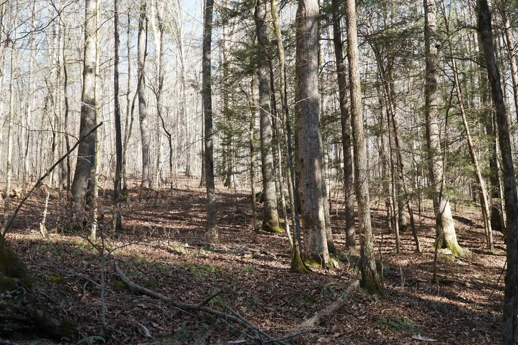 0 County Road B03 Haleyville AL 35565