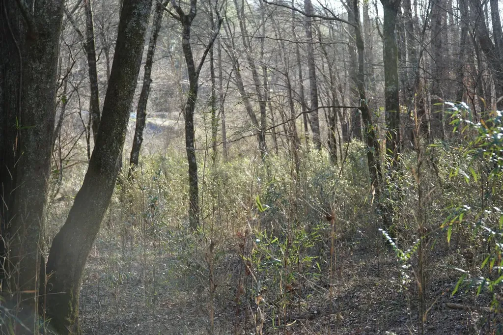 0 County Road B03 Haleyville AL 35565