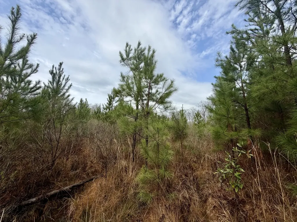 0 Marengo County Road 15 Sweet Water AL 36782