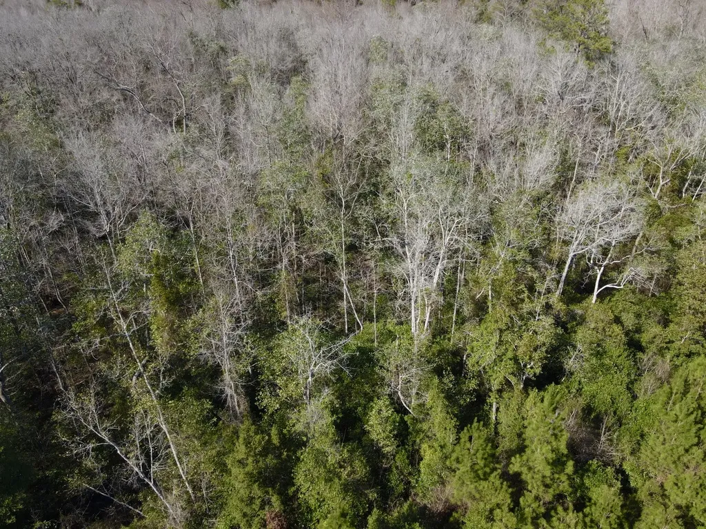 0 Pineapple Highway Greenville AL 36037