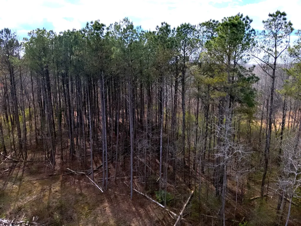 0 County Road 81 Phil Campbell AL 35581