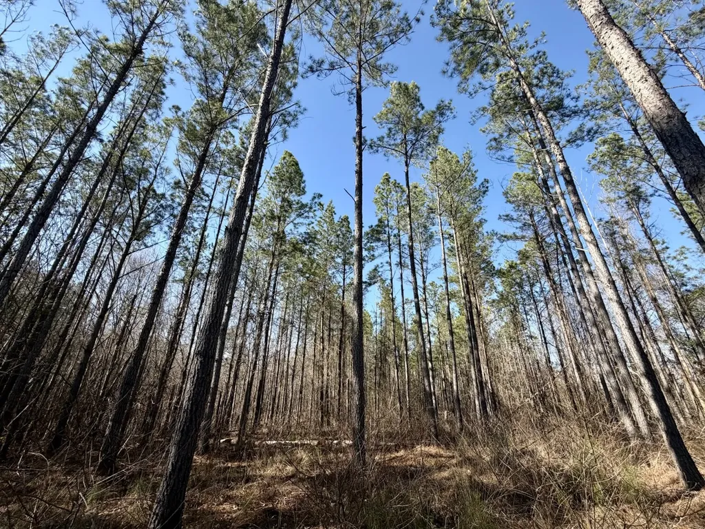 0 Co Road 16 Pine Apple AL 36768
