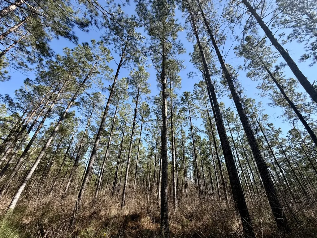 0 Co Road 16 Pine Apple AL 36768
