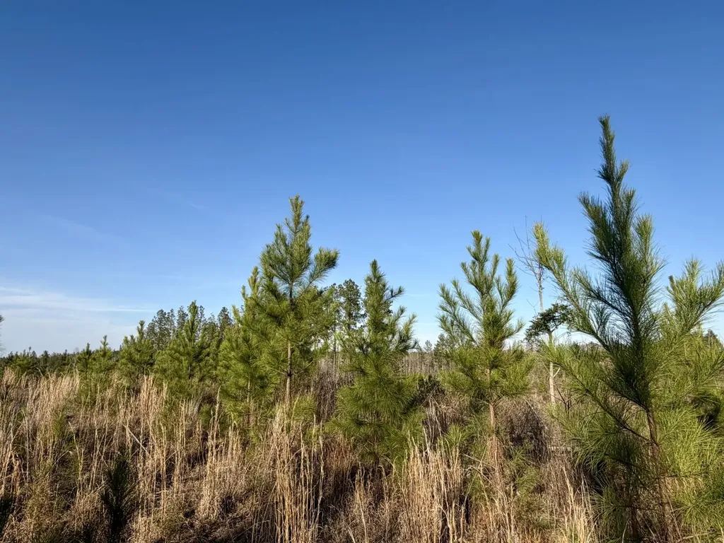 0 Co Road 16 Pine Apple AL 36768