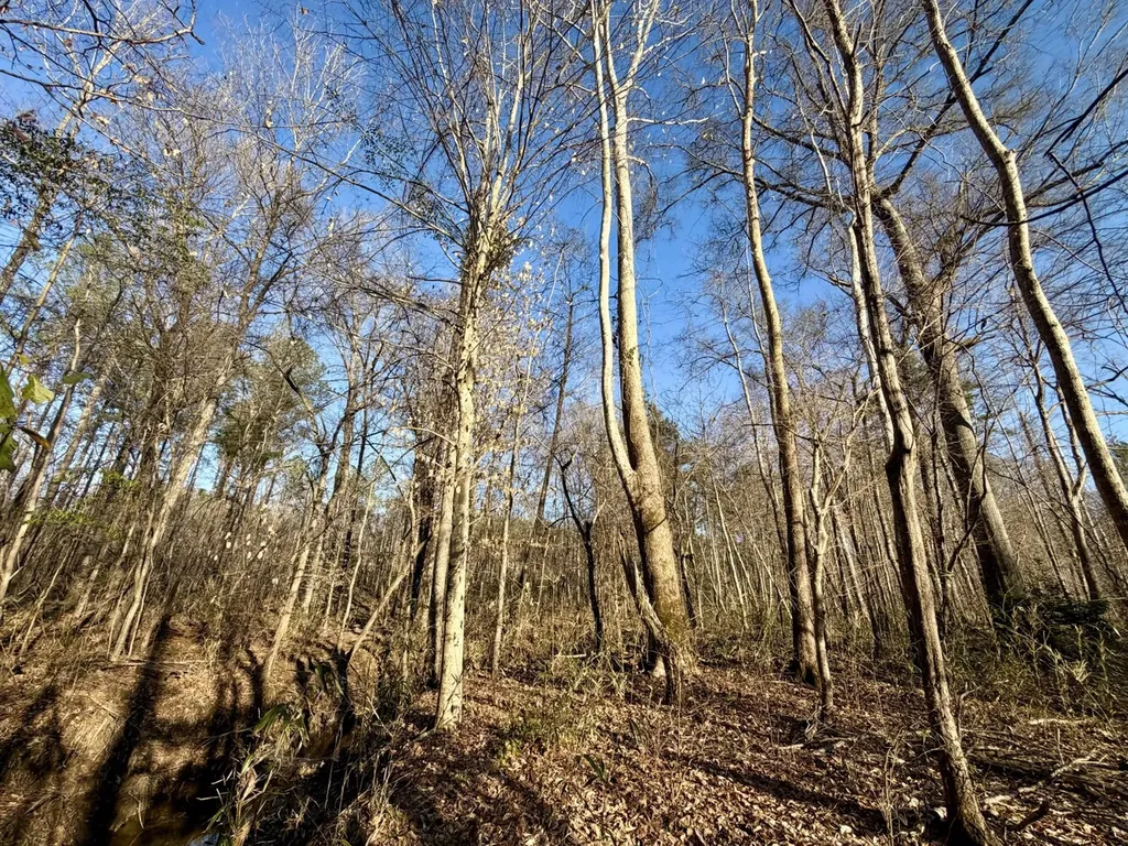 0 Co Road 16 Pine Apple AL 36768