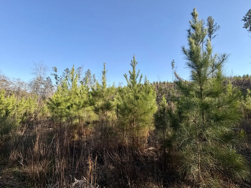 0 Co Road 16 Pine Apple AL 36768