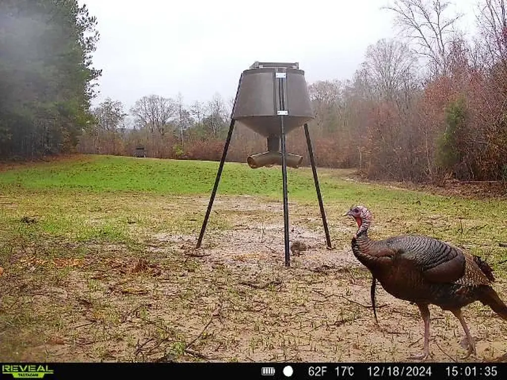 0 Cr 26 S Bankston AL 35542