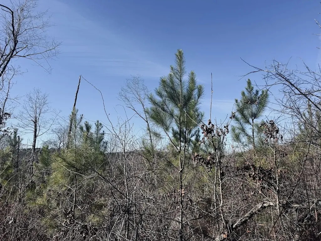 0 Old Highway 431 Tract 1 Wedowee AL 36278