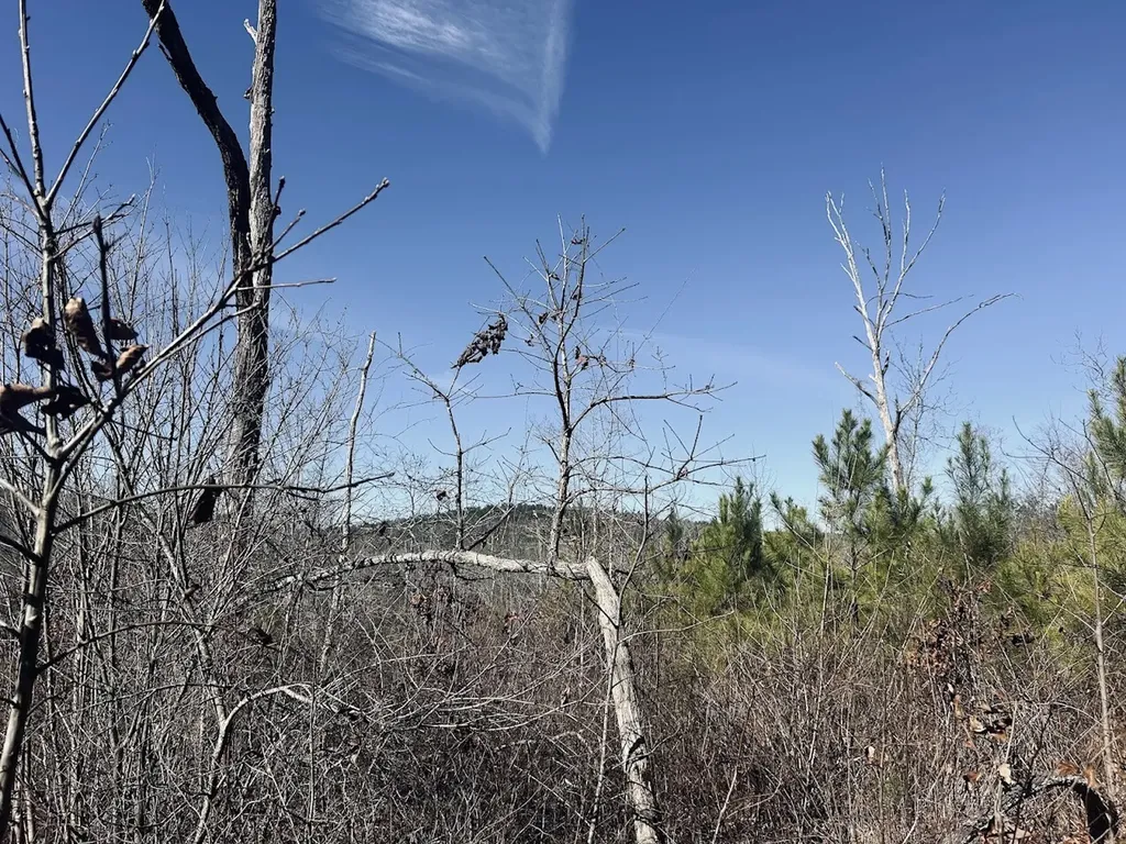 0 Old Highway 431 Tract 1 Wedowee AL 36278