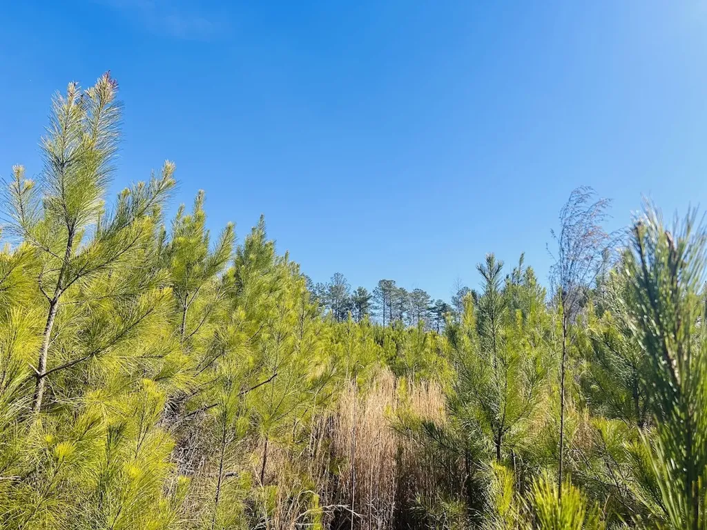 0 Old Highway 431 Tract 1 Wedowee AL 36278