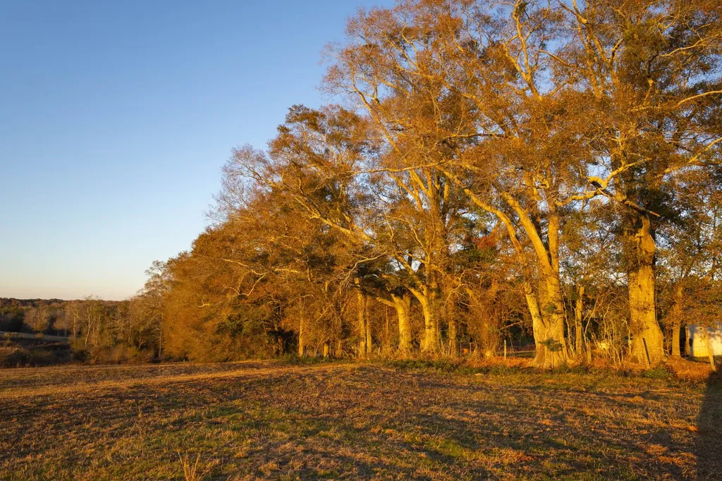 239 County Road 622 Enterprise AL 36330