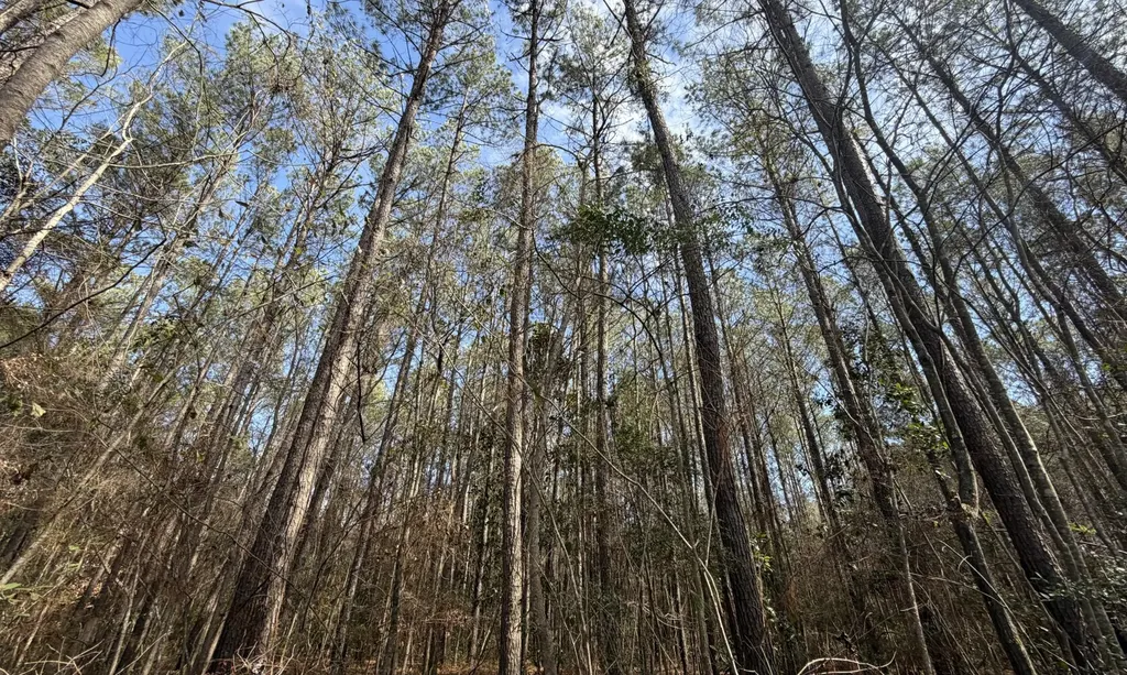 0 Tiger Drive Elba AL 36323