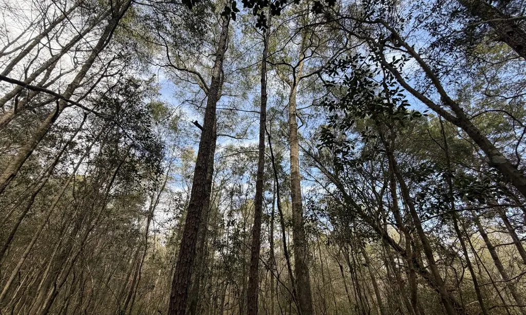 0 Tiger Drive Elba AL 36323