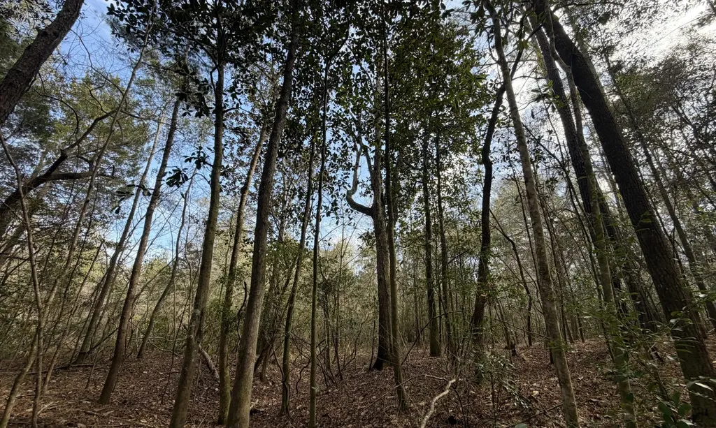 0 Tiger Drive Elba AL 36323