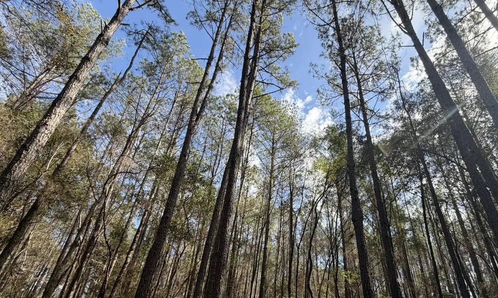 0 Tiger Drive Elba AL 36323