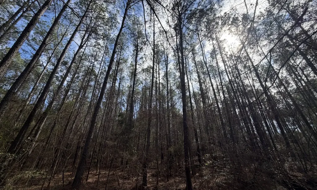 0 Tiger Drive Elba AL 36323