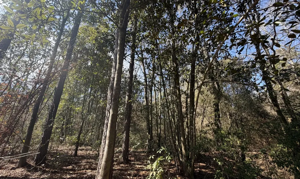 1 Taylor Mill Road Elba AL 36323