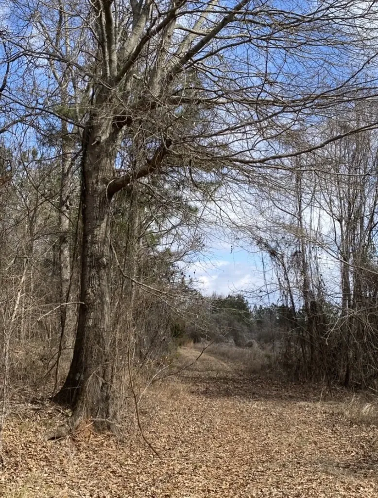 0 Highway 26 Ragland AL 35131