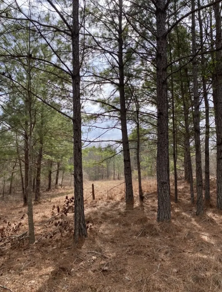 0 Highway 26 Ragland AL 35131