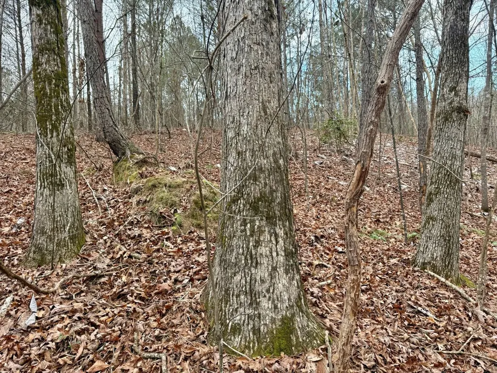 0 Co Road 3022 Double Springs AL 35553