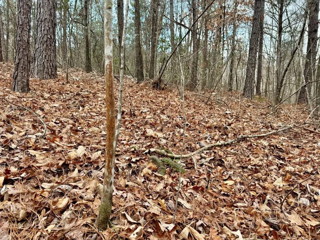 0 Co Road 3022 Double Springs AL 35553