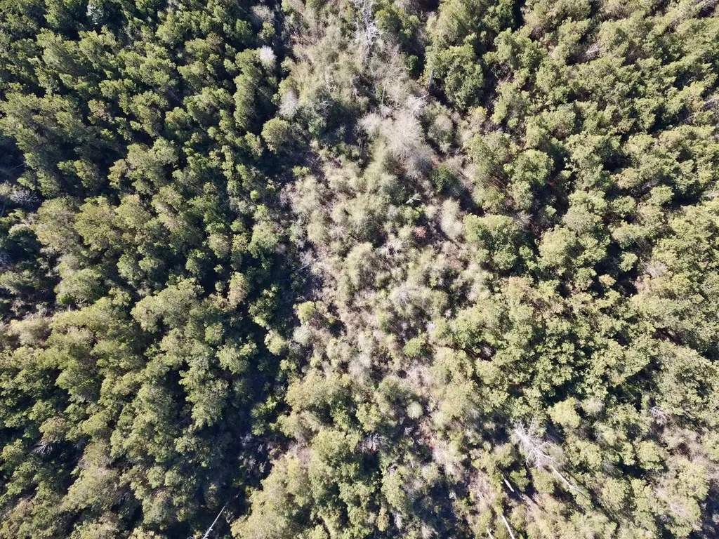 0 Amityville Road Whatley AL 36482