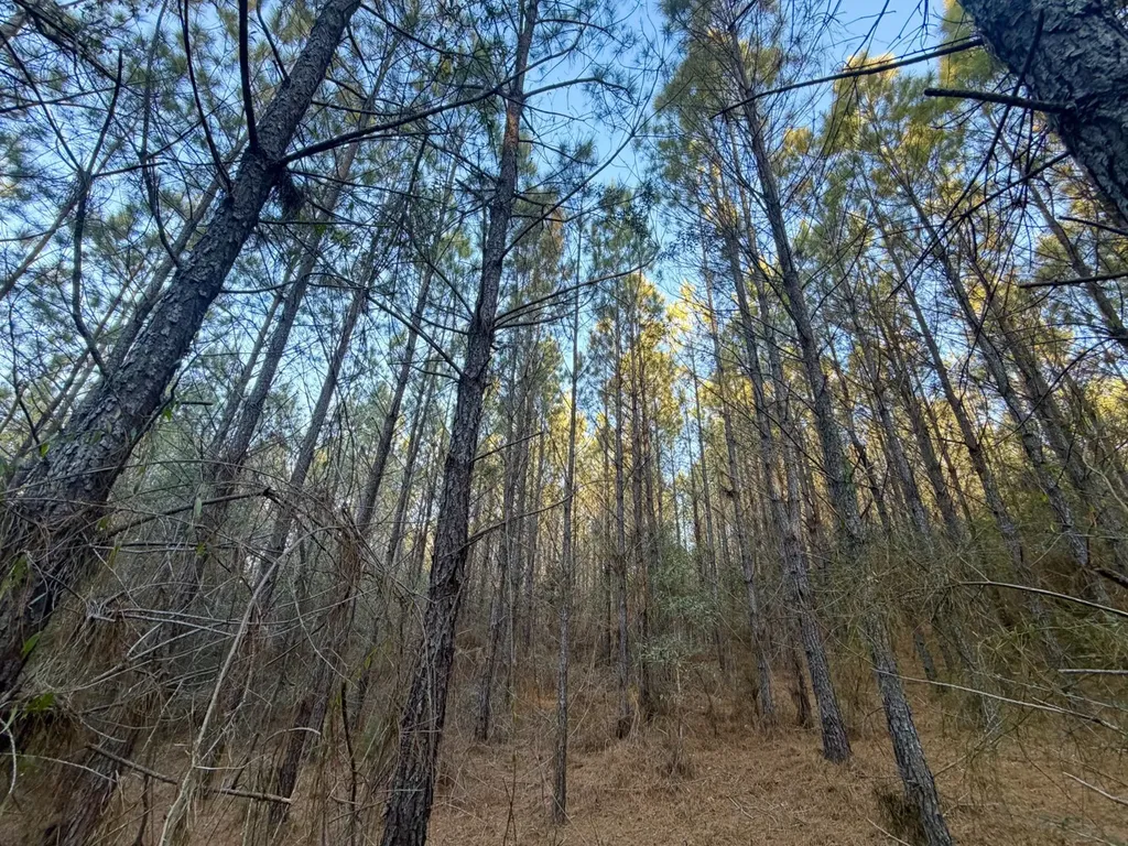 0 Amityville Road Whatley AL 36482