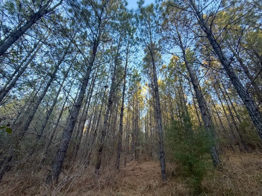 0 Amityville Road Whatley AL 36482