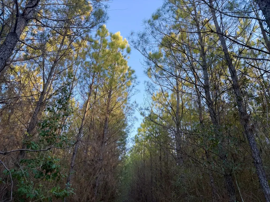 0 Amityville Road Whatley AL 36482