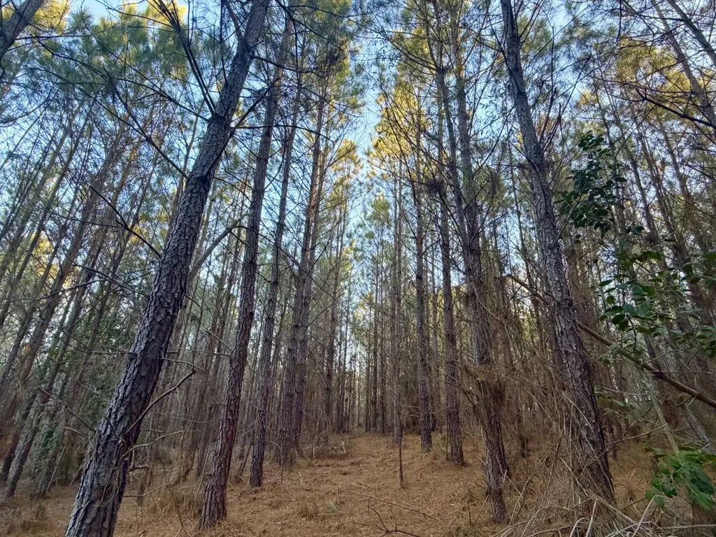 0 Amityville Road Whatley AL 36482