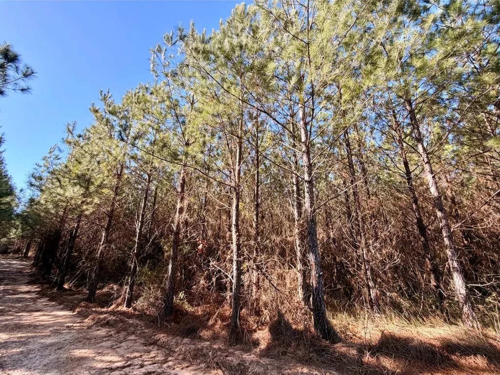 0 Bashi Road Millry AL 36558