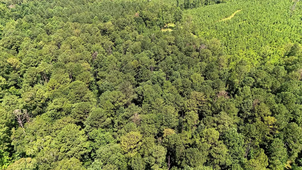 000 County Road 25 Banks AL 36005