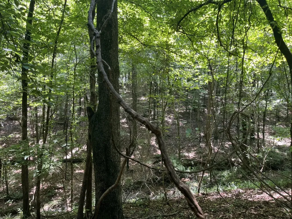 0 Grandview Drive Northport AL 35475