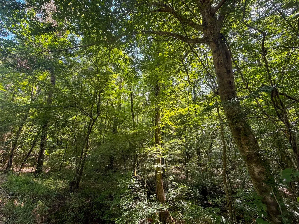 1025 Co Road 83 Burnsville AL 36703