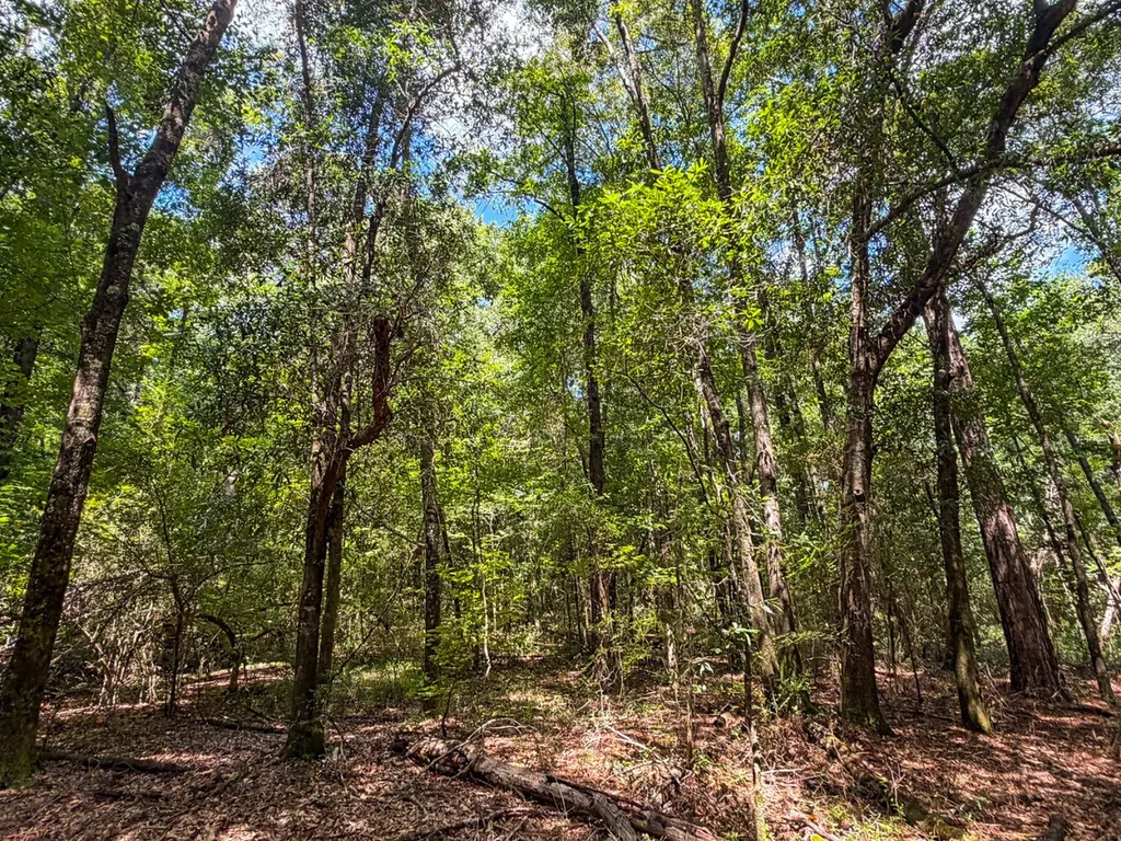 1025 Co Road 83 Burnsville AL 36703